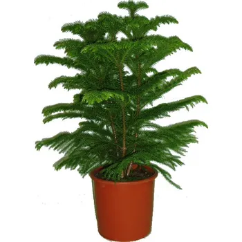 Sazenice Araucaria Heterophyla 120 cm