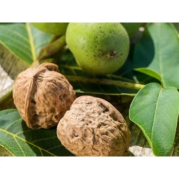 Sazenice Ořešák 'Apollo' kontejner C11