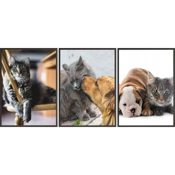 Obraz Sada Plakátů Postery 3x 30x40 roztomilé kočky psi