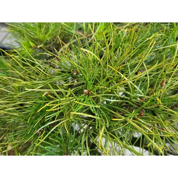 Sazenice Borovice lesní Balení: bal nebo kontejner, Tvar: výška 150-175cm