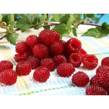 Sazenice Maliník 'Raspberry Tower' PBR Balení: kontejner p13