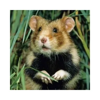 Dekorativní magnet Magnet 3D Křeček