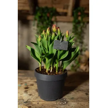 Zahradní dekorace Cedulka břidlicová, balení obsahuje 5 kusů!|Esschert Design