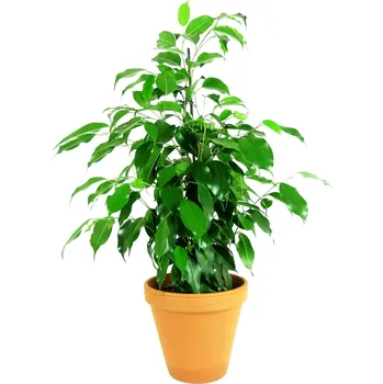 Bytová dekorace Gardners Ficus benjamina Danielle, průměr 17 cm Fíkovník drobnolistý