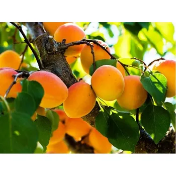 Sazenice Meruňka LEROSA - podnož Ryngle zelená