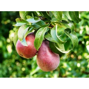 Sazenice Hrušeň CLAPPOVA ČERVENÁ - podnož hr. semenáč