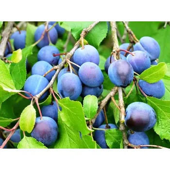 Sazenice Slivoň JOGANTA® - podnož Myrobalán