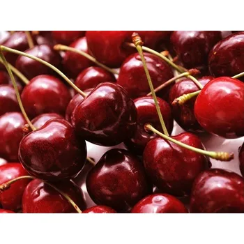 Sazenice Třešeň KORDIA - podnož Colt