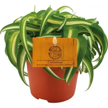 Sazenice Zelenec, Chlorophytum comosum Bonnie, průměr květináče 10.5 cm