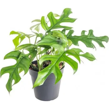 Sazenice Monstera minima, Raphidophora tetrasperma, průměr květináče 12 cm