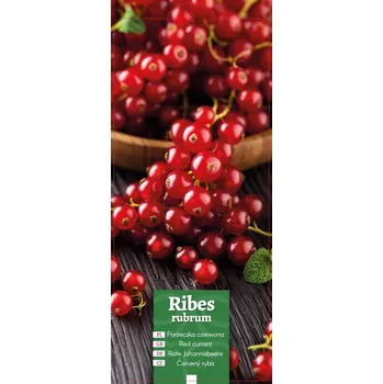 Vrták Ribes rubrum - Rybíz červený
