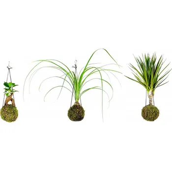 Sazenice Gardners Set Baby Kokedam (S) Dracéna, Dračinec, Nolina, Sloní noha, Fíkovník