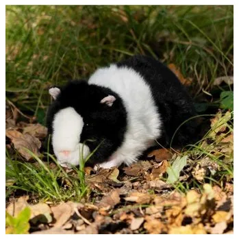 plyšák Pluszowa świnka morska