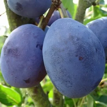 Sazenice Prunus domestica ´Gabrovská´ - kvalitní pološvestka