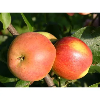 Sazenice Malus domestica ´Matčino´ - podzimní odrůda