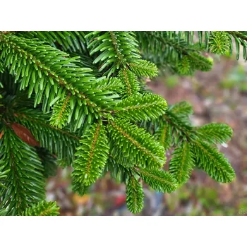 Sazenice Jedle kavkazská Balení: kontejner C10, Tvar: výška 60-80cm