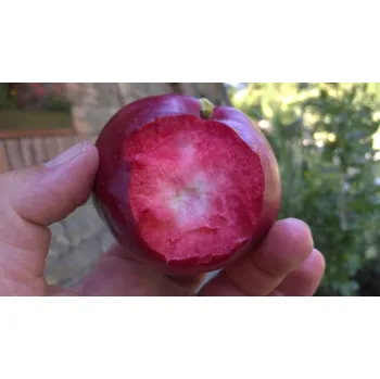 Sazenice Malus domestica ´American Red´ - červená dužina podzimní odrůda RARITA