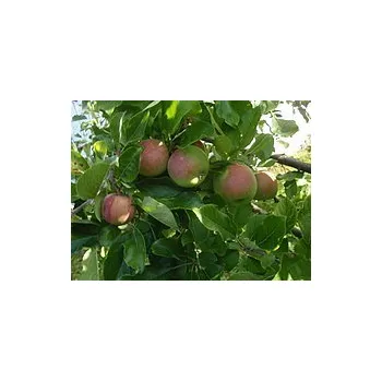 Sazenice Malus domestica 'Čistecké Lahůdkové' - klasická odrůda