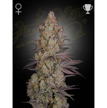 Semeno Green House Seed Exodus Cheese Balení: 3ks