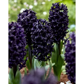 Cibulovina Hyacint Midnight Sky 20 ks