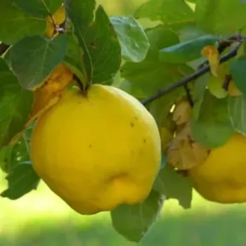 Sazenice Cydonia oblonga 'Muskatnaja' - kdouloň jablíčková