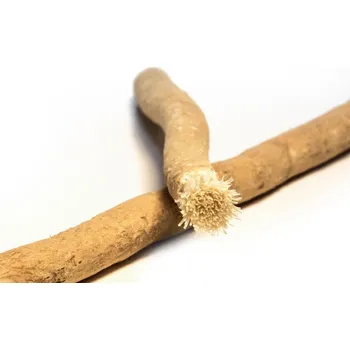 Zubní kartáček Siwak je přírodní kartáček na čištění a bělení zubů. Vysoce účinný produkt pro dentální hygienu. Žvýkačka, bonbón, ústní voda a kartáček zároveň.