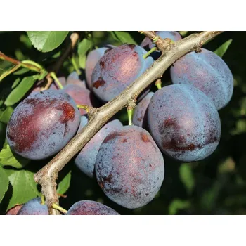 Sazenice Prunus domestica ´Toptaste´ - velmi kvalitní švestka