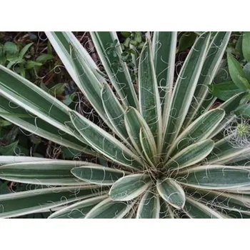 Sazenice Juka vláknitá 'Ivory Tower' - Yucca filamentosa 'Ivory Tower' Balení: kontejner C2