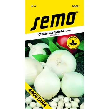 Sazenice Cibule AGOSTANA