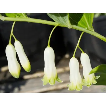 Sazenice Kokořík mnohokvětý - Polygonatum multiflorum Balení: kontejner C1/C2