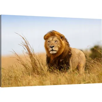Obraz OBRAZ NA PLÁTNĚ LEV TRÁVA PŘÍRODA 100x70 980 WZ