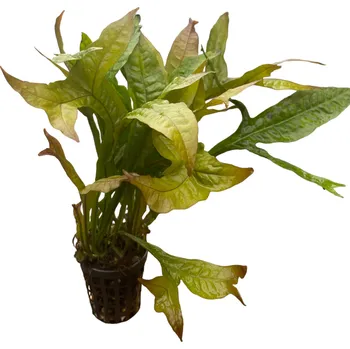 Akvaristika Microsorium pteropus gold sparkle