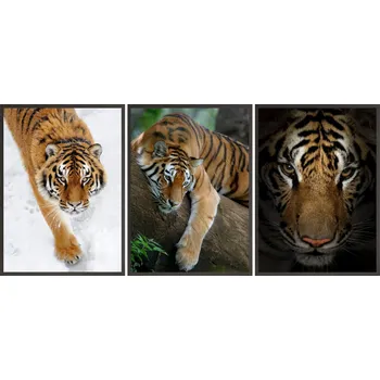 Obraz Sada Plakátů + RÁMEČKY 3x 24x33 tygři džungle