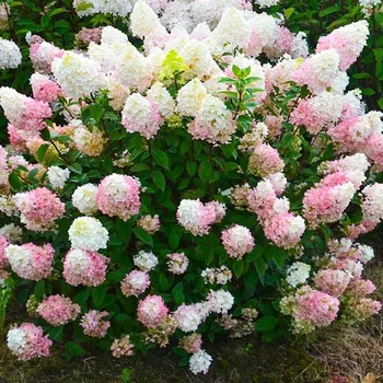 umělá květina Hortenzie bílá, různobarevná, růžová sazenice v kontejneru 0,5-1l 20-30 cm