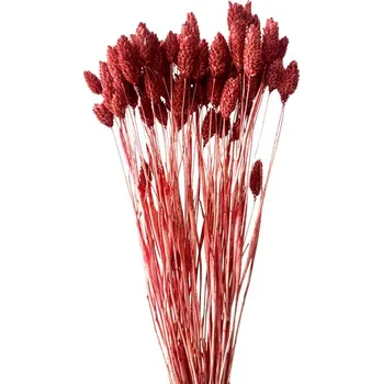 umělá květina Sušený phalaris kytice/svazek VÍNOVÝ 50g