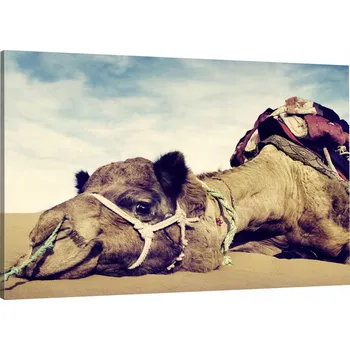 Obraz OBRAZ NA PLÁTNĚ VELBLOUD POUŠŤ 120X80 800 WZ