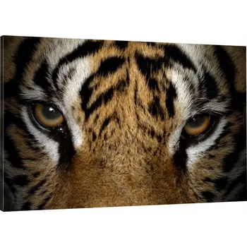 Obraz OBRAZ NA PLÁTNĚ TYGR V POHLEDU 100x70 800