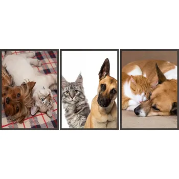 Obraz Sada Plakátů + RÁMEČKY 3x 24x33 roztomilé koťátka a štěňátka
