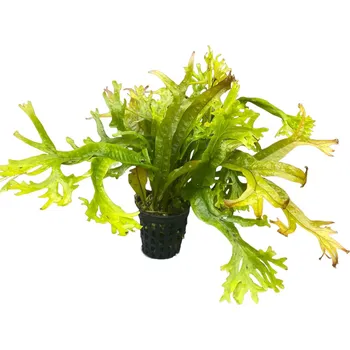 Akvarijní rostlina Microsorium pteropus coral