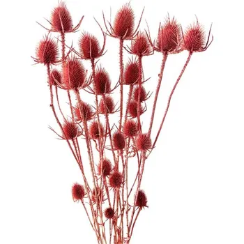 Sušený bodlák pastelově vínový 30-70cm svazek mix 5ks