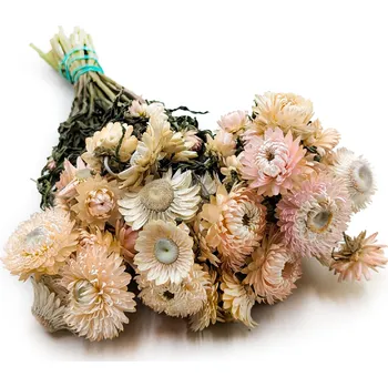 mech-mech.cz Sušená Slaměnka (Helichrysum) - světle růžová