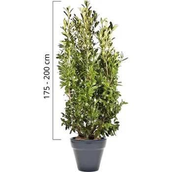 Sazenice Bobkovišeň obecná 'CAUCASICA' 175-200cm, kontejner