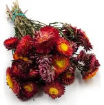 mech-mech.cz Sušená Slaměnka (Helichrysum) - šarlatová