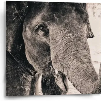 Obraz Sablio Obraz Slon - 50x50 cm