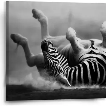 Obraz Sablio Obraz Válející se zebra - 50x50 cm