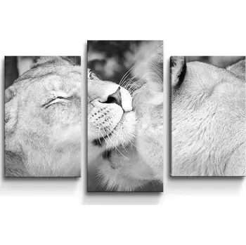 Obraz Sablio Obraz - 3-dílný Lvice - 75x50 cm