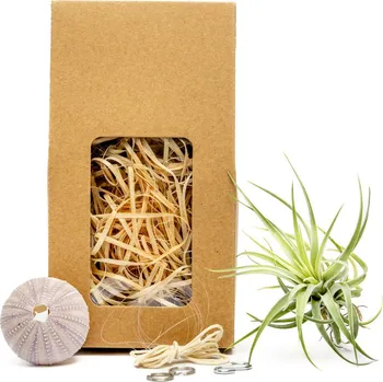 Gardners Medusa "Vyrob si sám" Purple s Tillandsií Kathy Tillandsie, kykatka