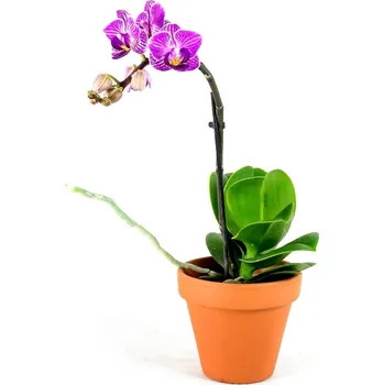 Phalaenopsis, průměr 12 cm - Zachraň Kytku Falenopsis, můrovec