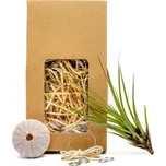 Gardners Medusa "Vyrob si sám" Purple s Tillandsií Melanocrater Tillandsie, kykatka