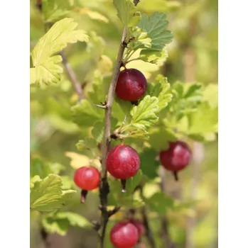 Sazenice Angrešt 'Spinefree' - červený, rezist., beztrnný 10-30 cm H9
